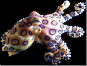 blue-ringed-octopus
