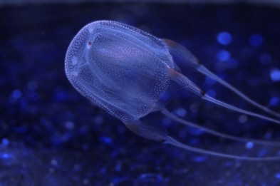 Box jellyfish hewan laut yang berbahaya