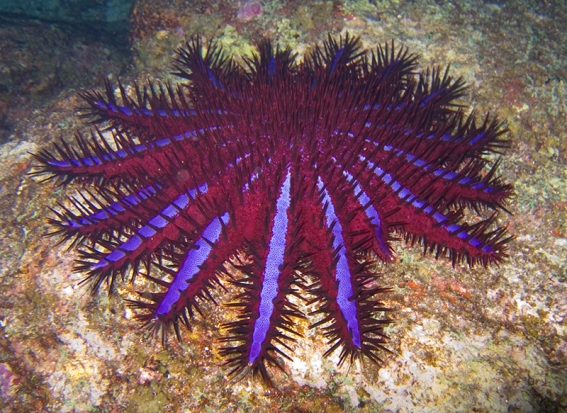 Crown of Thorns hewan laut berbahaya
