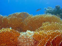 Fire Coral tumbuhan laut yang berbahaya