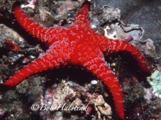 Halsteads-Venomous-Sea-Star