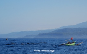 Lumba-lumba Pulau Pisang Lampung