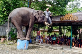 Taman Wisata Bumi Kedaton, Atraksi gajah